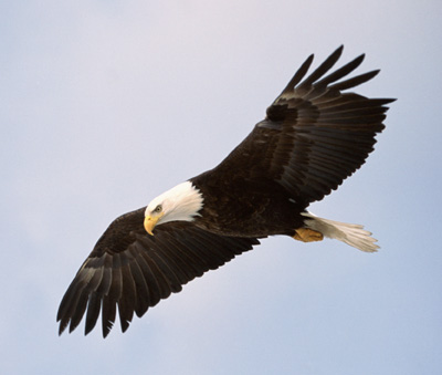 With Wings Like Eagles. On Eagle#39;s Wings