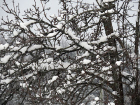snow covered pear tree