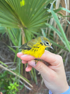 Prairie Warbler