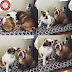 English Bulldog Pair - Lilla and Fluffy