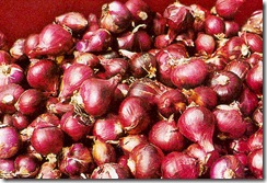 shallot