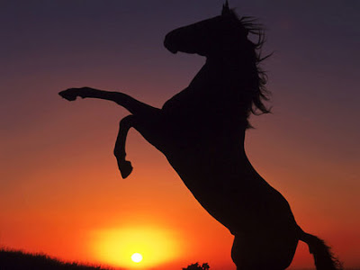 Sunset Animal Horse Photo