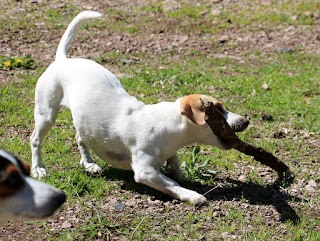 It was a stick; she dug it out in about two minutes