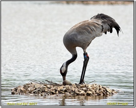 Slimbridge WWT - May