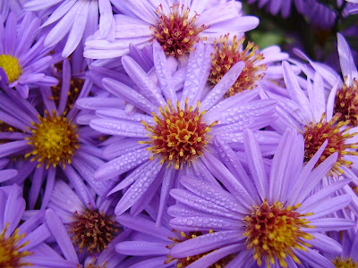 flores-de-petalos-finos-y-alargados-de-color-morado