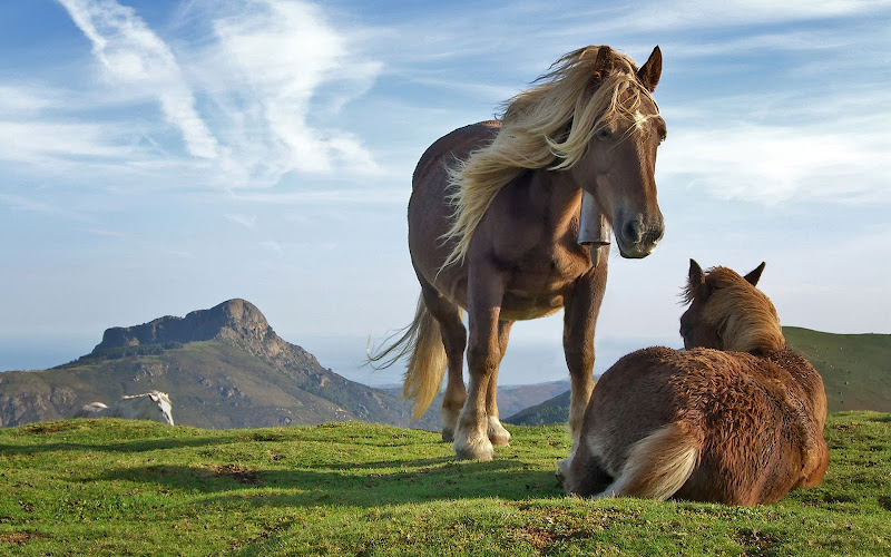 horses-on-bianditz-mountain.jpg