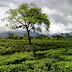 Central Dooars