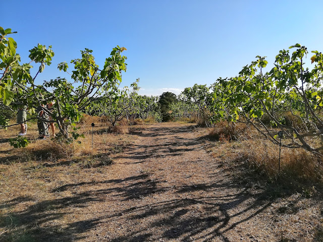 A field of fig trees in I giardini di Pomona