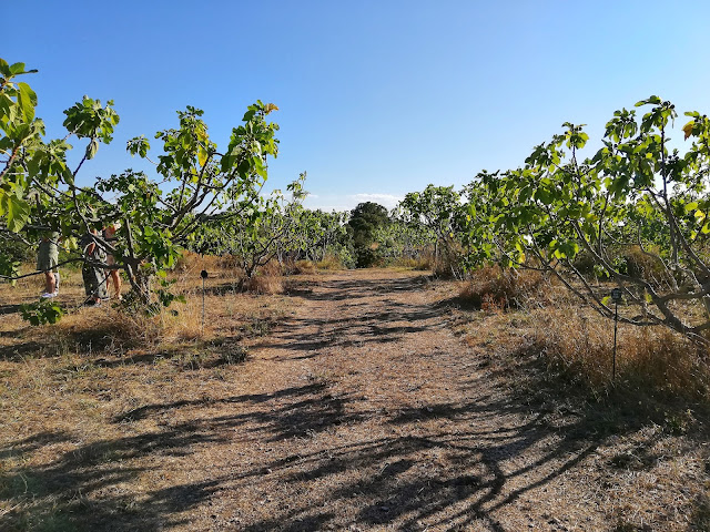 Campo di alberi fico de I Giardini di Pomona