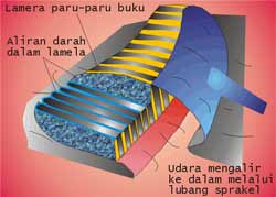 kumpulan tutorial untuk pemula MAKALAH FISIOLOGI HEWAN  