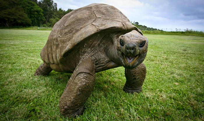 Jonathan The Tortoise Photographed In 1902 And Today