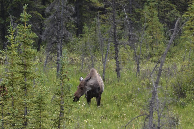 On our way to Denali Moose