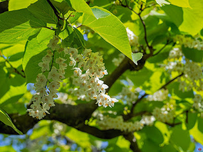 Hakuunboku (Styrax obassia) flowers: Engaku-ji