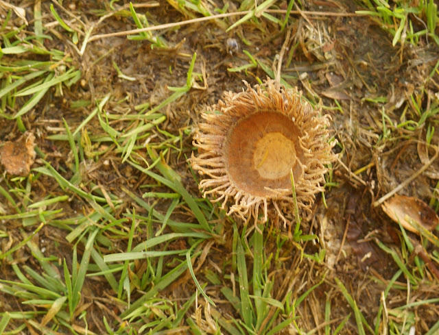 autumn oak tree woodland fungi story