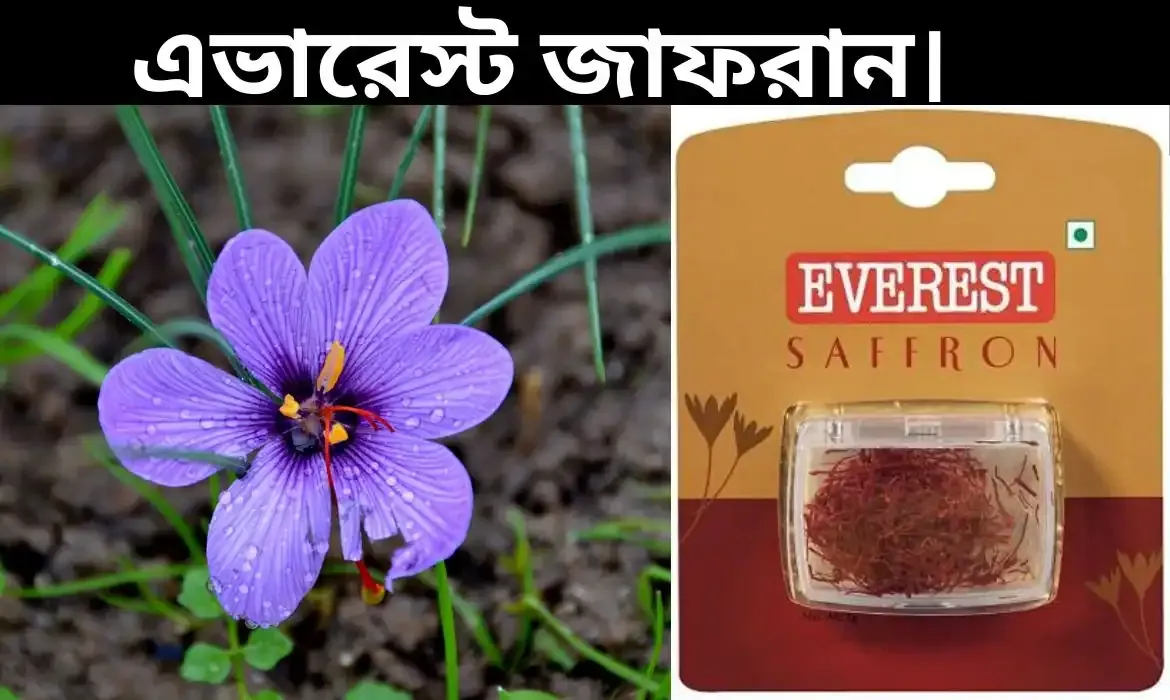 Everest Saffron Review - এভারেস্ট জাফরান।