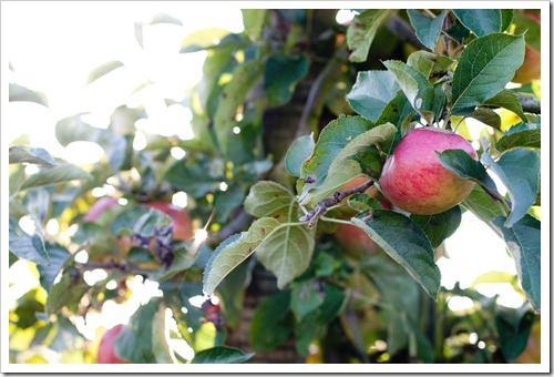 20111015-IMG_7658