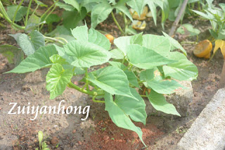 Sweet Potato Plant