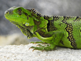 Lizards Oranjestad Aruba
