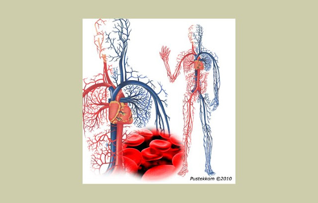 Pengertian Pembuluh Darah, Fungsi Pembuluh Darah, Struktur Pembuluh Darah, Jenis Pembuluh Darah