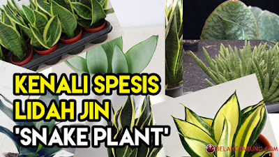 Kenali Jenis Lidah Jin Snake Plant