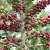 Popularitas Kopi Hijau Berdasarkan Penelitian Ilmiah