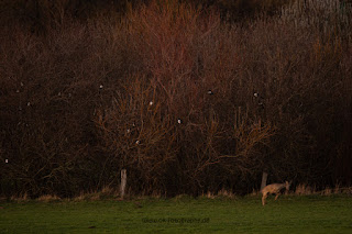 Wildlifefotografie Naturfotografie Lippeaue Sonnenuntergang Olaf Kerber