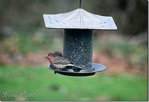 Housefinch_Male