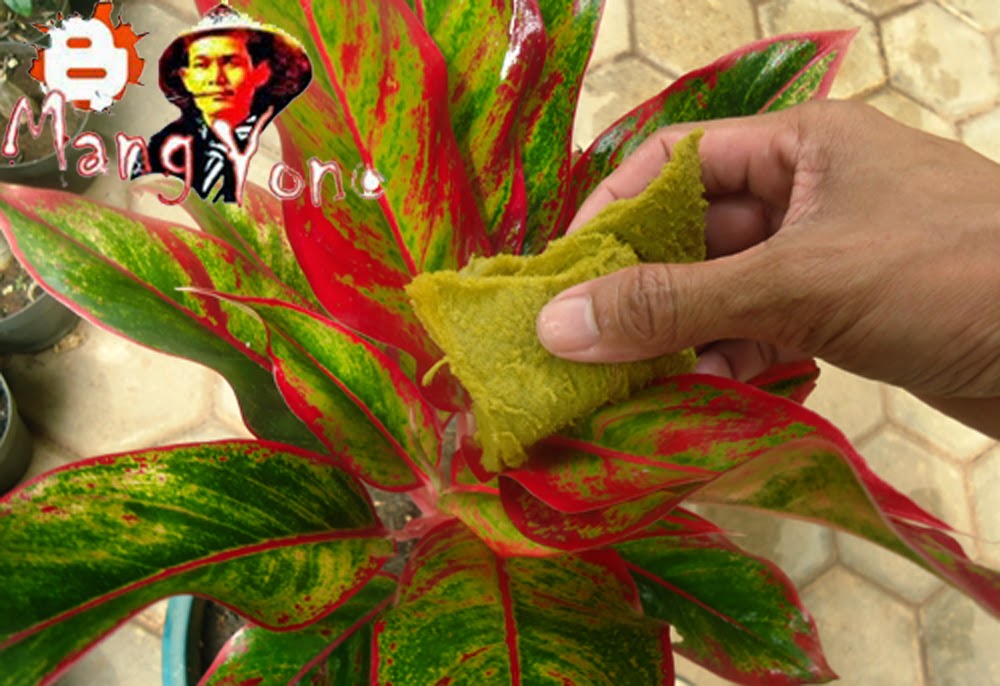Cara Merawat daun tanaman bunga  aglaonema  agar terlihat 