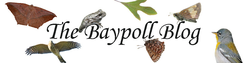 The Baypoll Blog