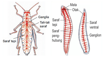 SISTEM SYARAF ~ MATERI DAN SOAL IPA UNTUK SMA