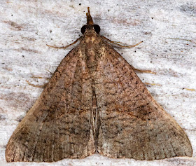 Snout, Hypena proboscidalis.  Sevenoaks Wildlife Reserve, 29 August 2018