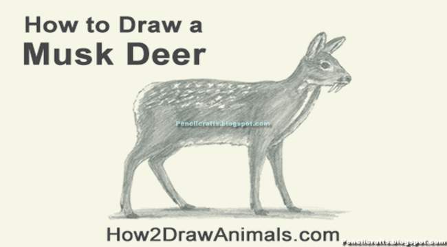 Deer Blind Drawings