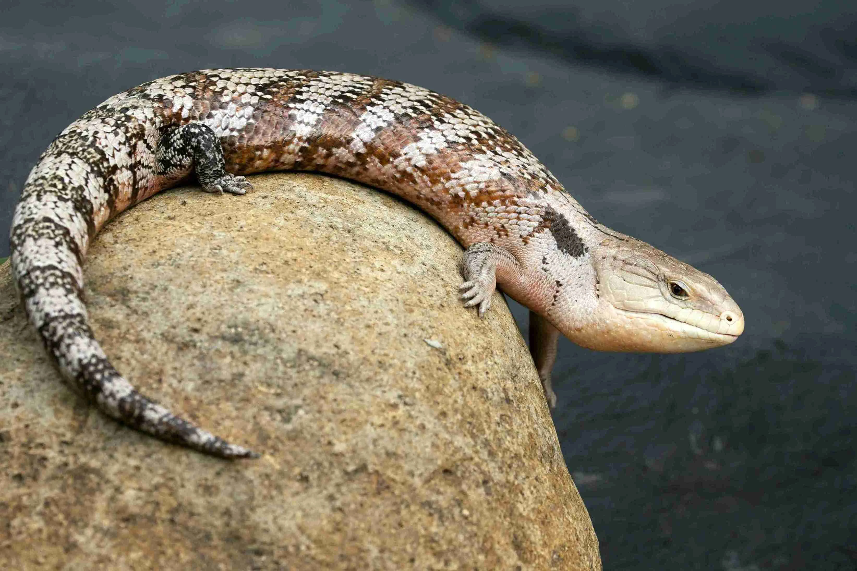 A Skink lizard perched on a rock.