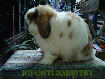 kelinci holland lop