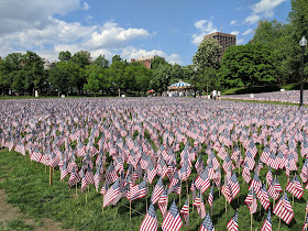 Flag garden on Boston Common for Memorial Day