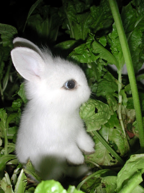 cute little bunny