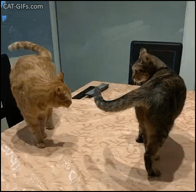Funny Cat GIF • 2 cats trying to intimidate each other. “I hate you, gonna kill you.” “Me too!” [ok-cats.com]