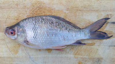 Greater bony lipped barb Thailand