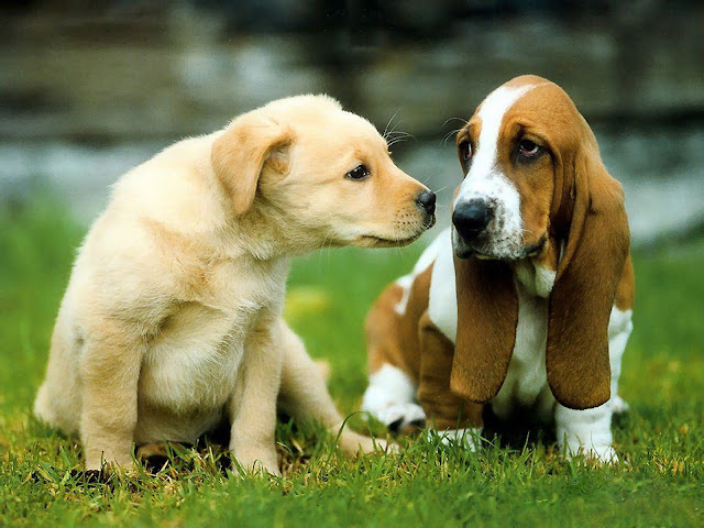 Cute Dogs