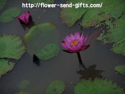 Nelumbo nuciferaDSC00754
