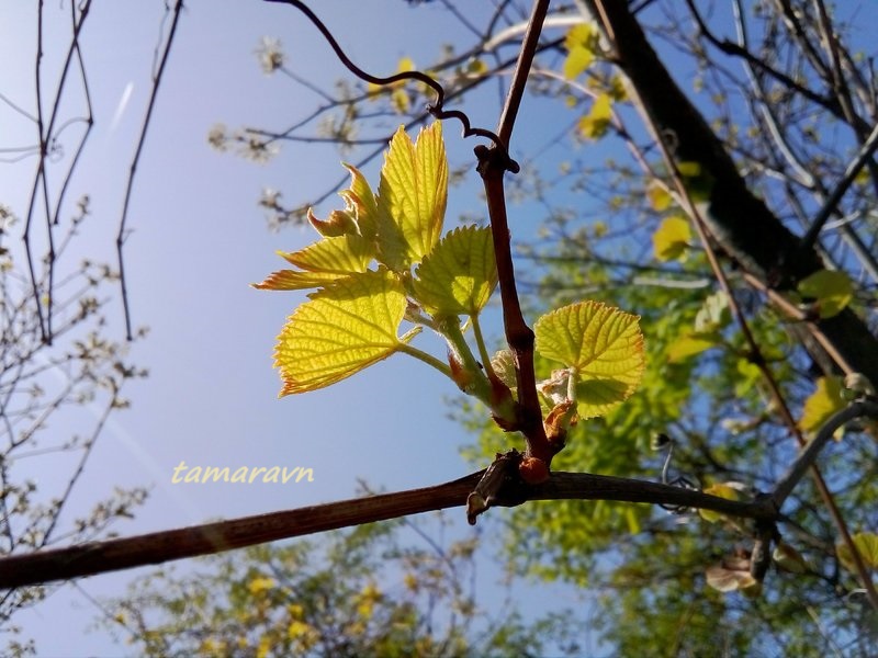 Виноград амурский (Vitis amurensis)