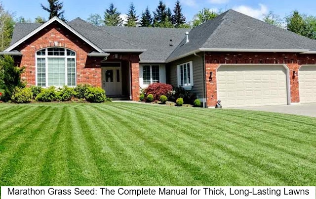 Marathon Grass Seed: The Complete Manual for Thick, Long-Lasting Lawns