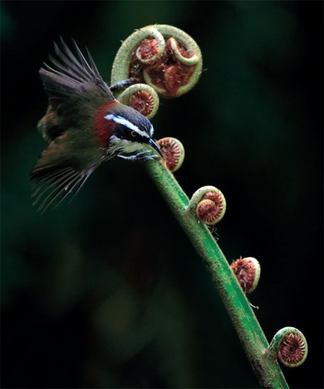 cute baby birds