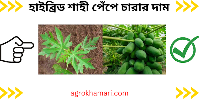 হাইব্রিড শাহী পেঁপে চারার দাম