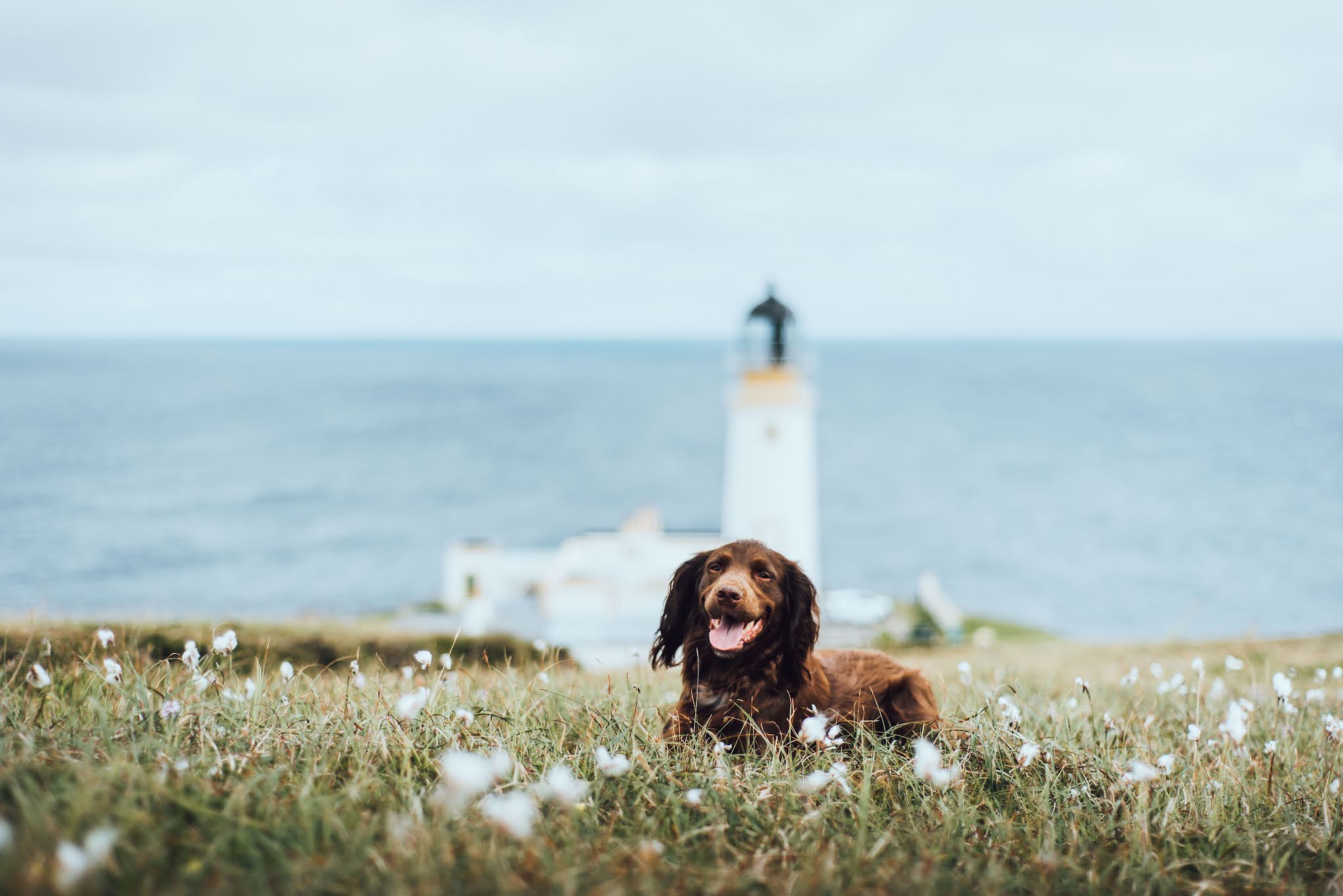 Tilly at Tiumpan Head Lighthouse, Outer Hebrides liquid grain