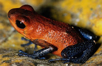 Ranas dendrobates