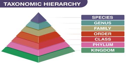 History of Taxonomy,Taxonomy hierarchy,History of plant Taxonomy