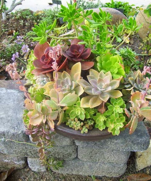 Succulents - Succulent gardens - succulent arrangements