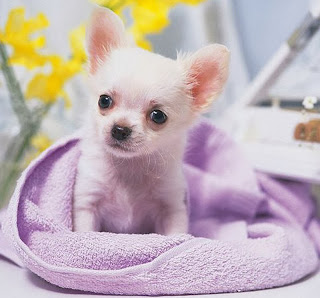 teacup chihuahua pictures