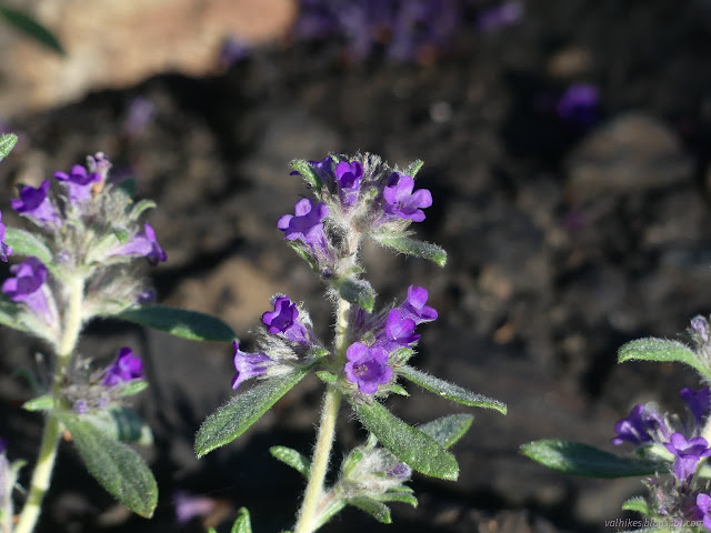 030: simple purple flowers